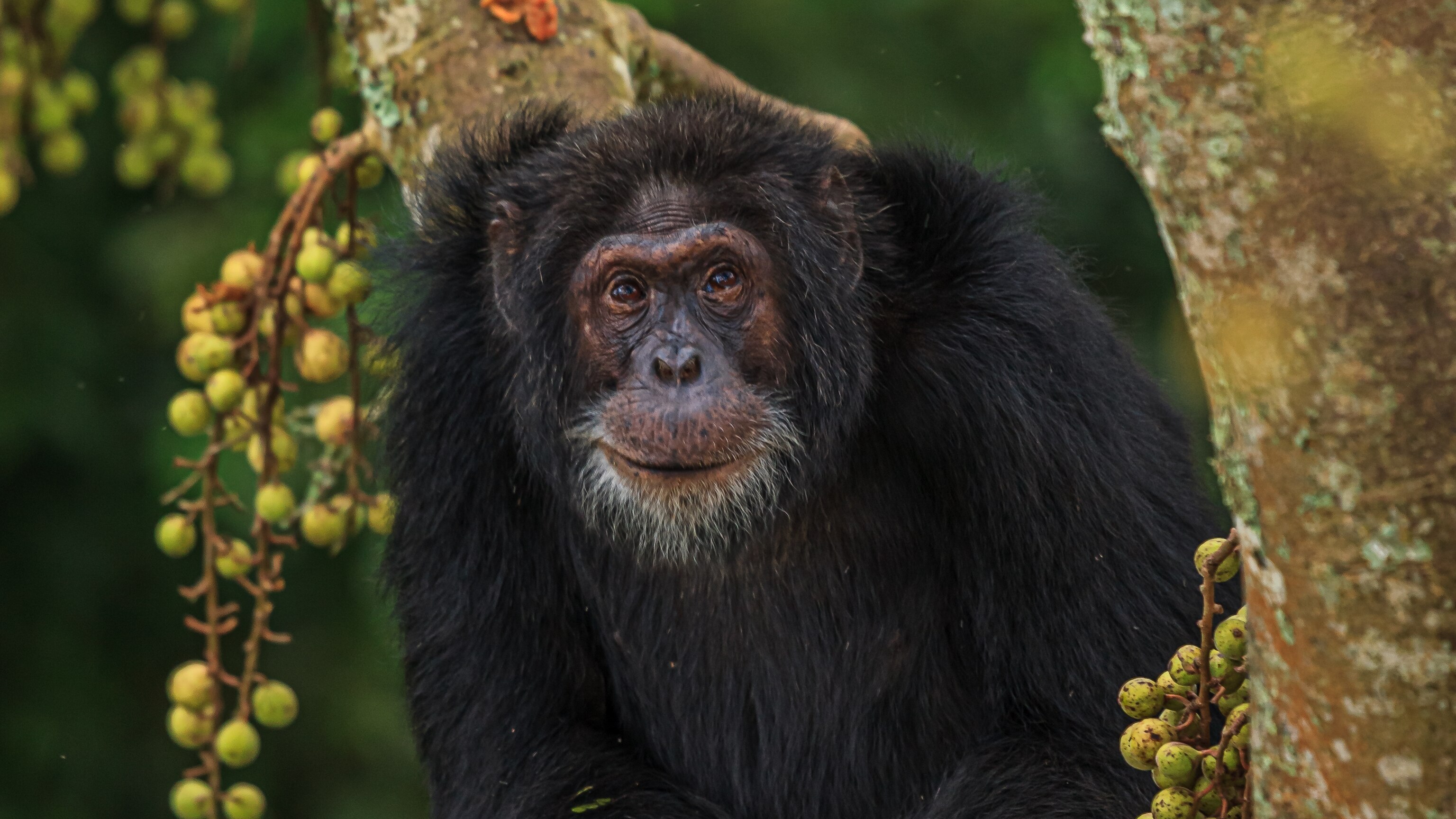 What wild chimps can teach humans about healthy aging | National
